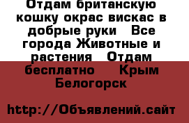 Отдам британскую кошку окрас вискас в добрые руки - Все города Животные и растения » Отдам бесплатно   . Крым,Белогорск